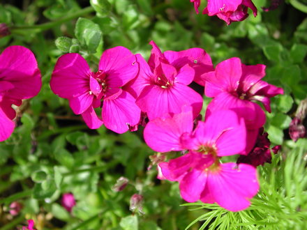 Bright pink Aubrieta (Aubrieta)