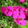 Pink_aubrieta