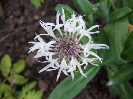 Centaurea montana 'Alba' (Centaurea montana (Berg Centaurie) 'Alba')