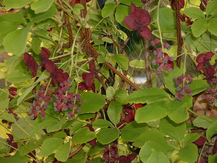 A garden flower photo