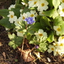 Anemone Blanda & Primula 23.04.08 (Anemone blanda)