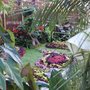 Peeking into "The house of plants" small garden