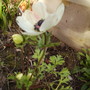 Anemone De Caen open 04.08 (Anemone coronaria)