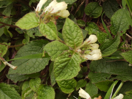 White Comfrey ..... Garden Thug 04.08