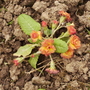 Double Primula 04.08 (Primula belarina 'Nectarine')