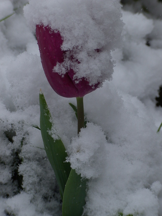 Tulip in the snow.