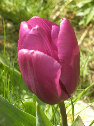Tulip