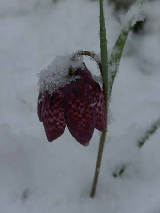 flowers in snow