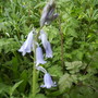 Spanish Bluebell 04.08 (Hyacinthoides hispanica)