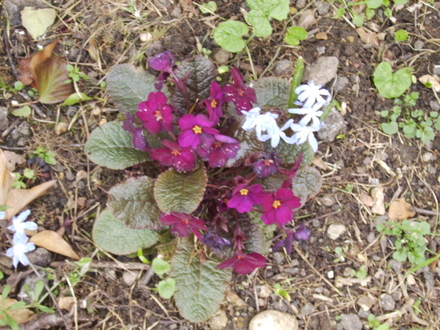 Wanda Primula & Chinodoxia 04.08 (Primula Wanda)