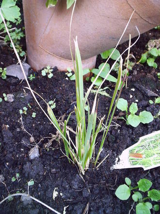 Pennisetum_thunbergii_red_buttons.jpg