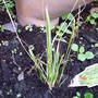 Pennisetum_thunbergii_red_buttons.jpg
