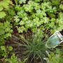 Festuca_glauca_blaufuchs