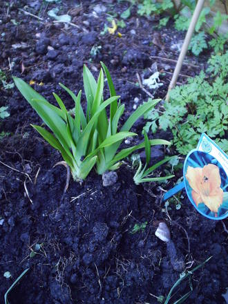 Hemerocallis_Mauna_loa.jpg