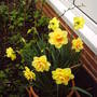 Daff_tahiti
