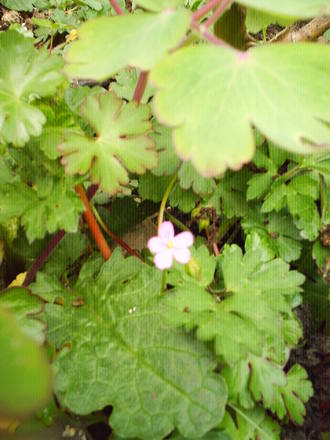 wild_geranium.jpg