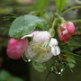 A garden flower photo