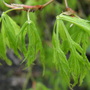 Garden_003