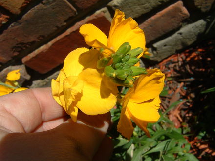 Can you tell me the name of this?