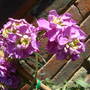 Dscf0042