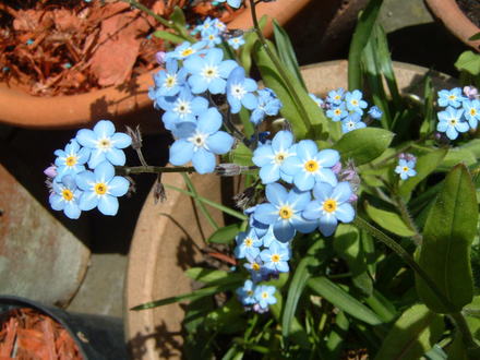 Forget me not