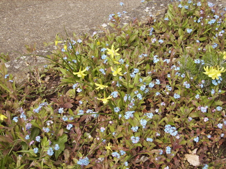 Narcissus Hawera & Forgetmenots 04.08 (Narcissus Hawera)