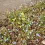 Narcissus Hawera & Forgetmenots 04.08 (Narcissus Hawera)