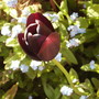 'Queen of the NIght' Tulip & Forget-me-nots 04.08
