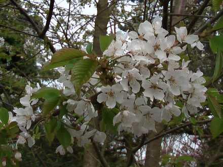 Wild Cherry Blossom Close Up 04.08 (Prunus avium   (Shenstone))