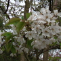 Wild Cherry Blossom Close Up 04.08 (Prunus avium   (Shenstone))