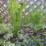 Ferns unfurling...beautiful blue periwinkle(vinca minor)