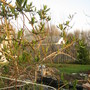 Dropmore Scarlet Honeysuckle leafing out!