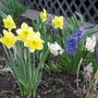 Some bulbs the mice didn't get!
