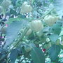 Garden_photo_s_017
