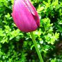 'Queen of the night' tulips growing in the garden. April, 2008. (tulipa)