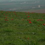 Wild tulips in Kazakhstan