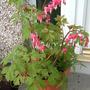 Bleeding Heart 