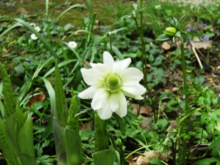 Anemone (Anemone blanda (Anemone) 'White Splendour')