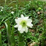 Anemone (Anemone blanda (Anemone) 'White Splendour')