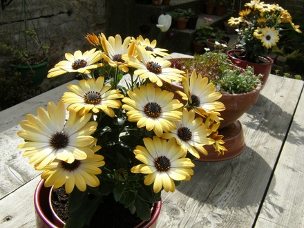 Osteospermum (Osteospermum)