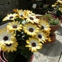 Osteospermum
