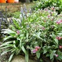 Ajuga, Blue bells and Pulmonaria (Pulmonaria angustifolia (Blue Cowslip))