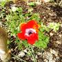 Anemone de caen (Anemone de caen)