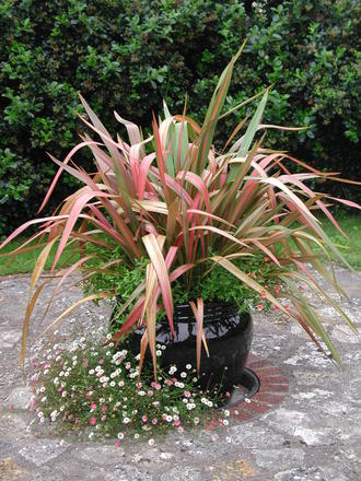 Phormium (Phormium cookianum & erigeron karvinskianus)