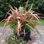 Phormium