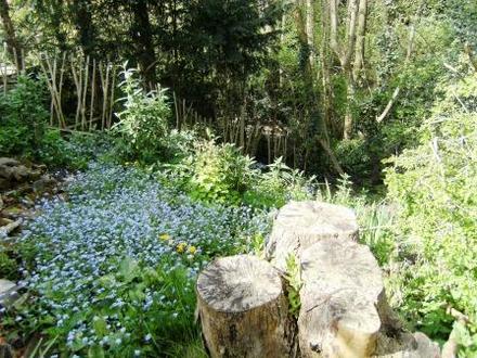 Forget me not (Myosotis)