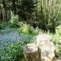 Forget me not (Myosotis)