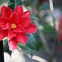 Camelia next to black bamboo
