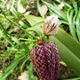 Lily Beetle Pest