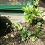 Mystery Hosta (Plantain lily)